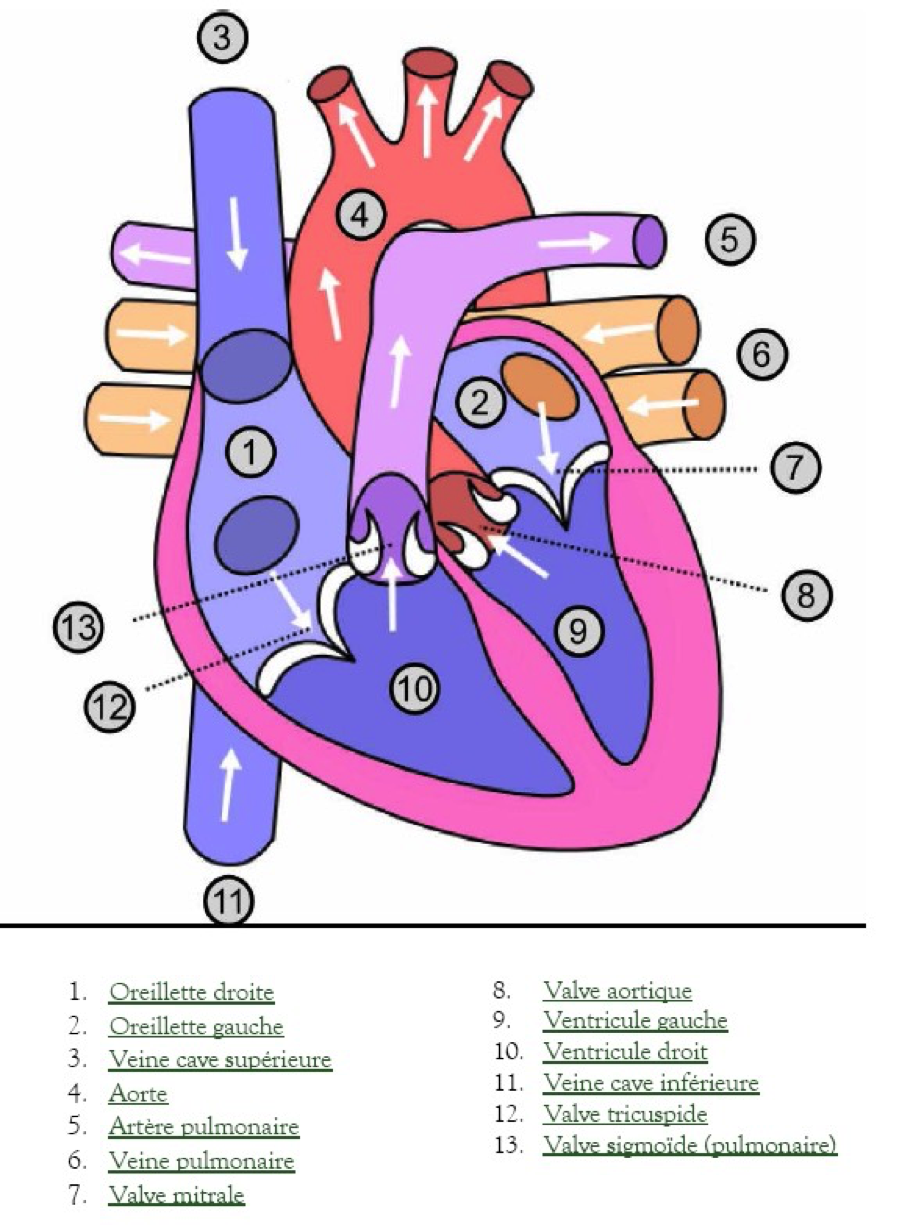 Anatomie Du Coeur - Gambaran